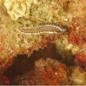 Bearded Fireworm (Hermodice carunculata)