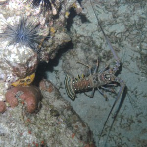 Caribbean Spiny Lobster (Panulinus argus)