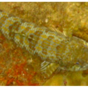 Sand Diver (Synodus intermedius)