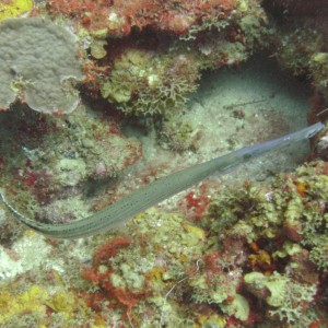 Trumpetfish (Aulostomus maculatus)