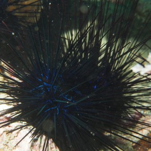 Sea Urchin