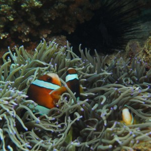 Anemone & Ocellaris