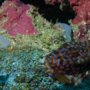 Thornback Cowfish