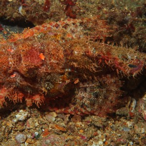 Scorpion Fish