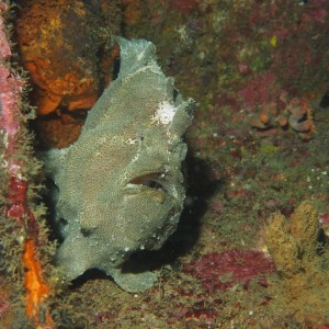 Giant Frog Fish