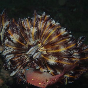 Crinoid