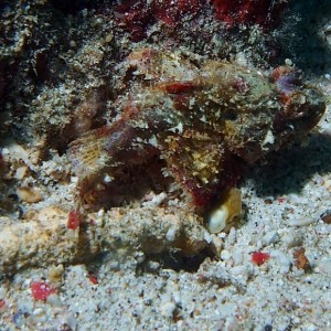 Scorpion Fish