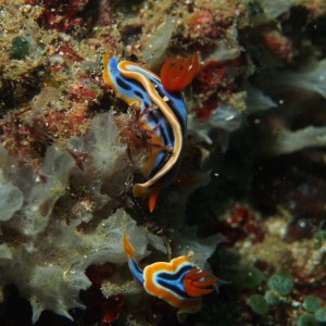 Chromodoris Nudi