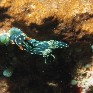 Nembrotha kubaryana