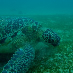 Hawksbill