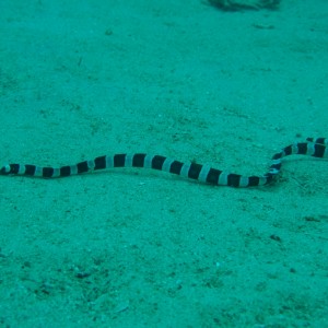 Banded Sea Snake