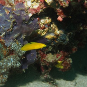 Canary Wrasse