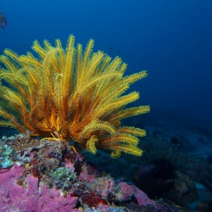 Crinoid