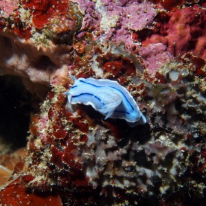 Chromodoris willani