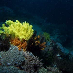 Reef Scene