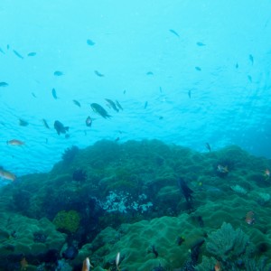 Reef Scene