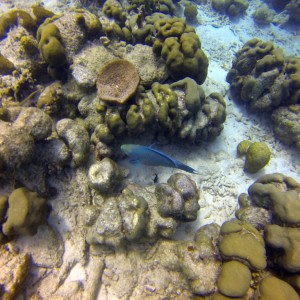 parrotfish11