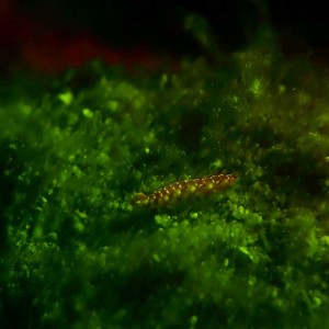 Coral and fire worms Fluorescing on glow dive.