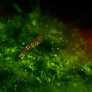 Coral and fire worms Fluorescing on glow dive.