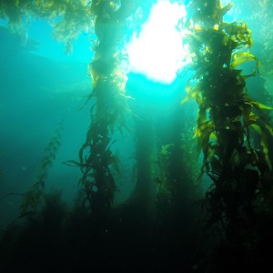 kelp8