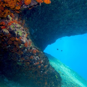 Cup_Coral_cove