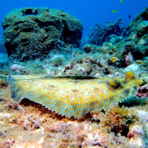 Flounder