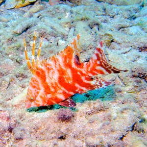 Hogfish_Juvenile