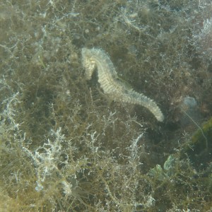 First Seahorse