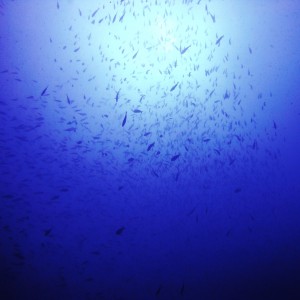 Fish Swirl Channel Islands