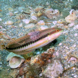 Fish with abnormal scales