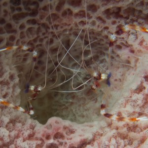 Cozumel Banded Coral shrimp