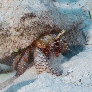 Cozumel Giant Hermit Crab