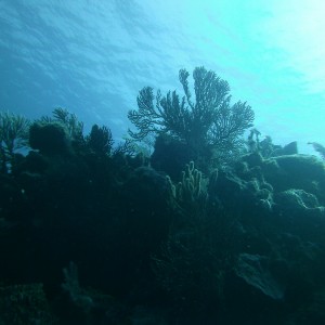 Roatan