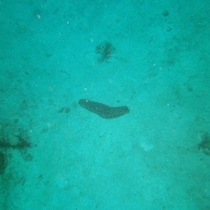 Roatan