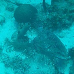 PICT0062_Turtle