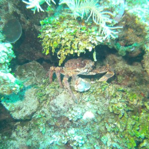 PICT0064_giant_crab