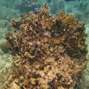 PICT0172_Bluehead_Wrasse_Blue_Chromis