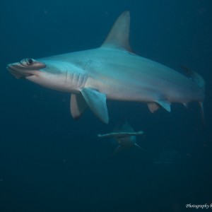 Hammerhead Sharks of Coco's Island