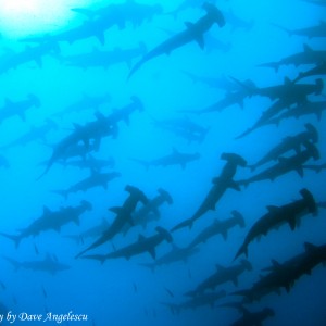 Hammerhead Sharks of Coco's Island