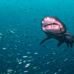 Sand Tiger Sharks ~ North Carolina 2013