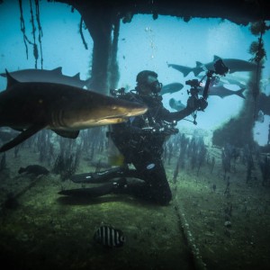 Sand Tiger Sharks ~ North Carolina 2013