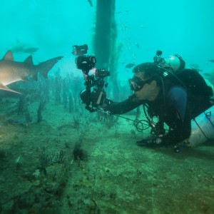 Sand Tiger Sharks ~ North Carolina 2013