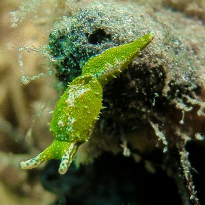 Reticulated Sea Slug