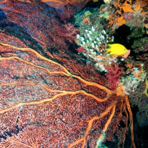 Fiji, Beqa lagoon