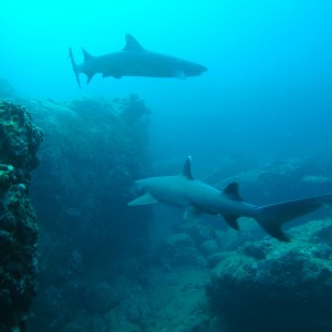 Scuba Diving on the North Shore of Oahu