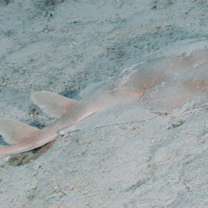 Cozumel May 2014 Lesser Electric Ray