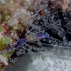 Cozumel May 2014 Pederson cleaner shrimp
