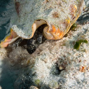 Cozumel May 2014 Queen Conch