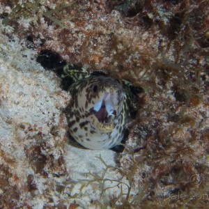 Cozumel May 2014 Spotted Moray eel