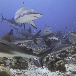 Reef sharks